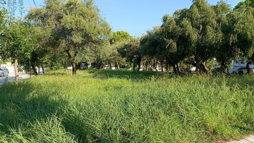 Αγυιά: Για βοσκή η πλατεία της Αυστραλίας με αγριόχορτα και καταστραμμένο γκαζόν ΦΩΤΟ 5 Αγυιά: Για βοσκή η πλατεία της Αυστραλίας με αγριόχορτα και καταστραμμένο γκαζόν ΦΩΤΟ