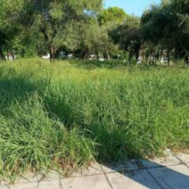 Πλατεία στην Αγυιά, οδός Αυστραλίας, με πινακίδα ονομασίας
