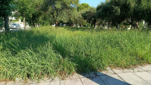 Αγυιά: Για βοσκή η πλατεία της Αυστραλίας με αγριόχορτα και καταστραμμένο γκαζόν ΦΩΤΟ 12 Πλατεία στην Αγυιά, οδός Αυστραλίας, με πινακίδα ονομασίας