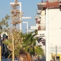 Ξερά δέντρα και ένας φοίνικας σε ανάπλαση στην οδό Μητροπόλεως στο…