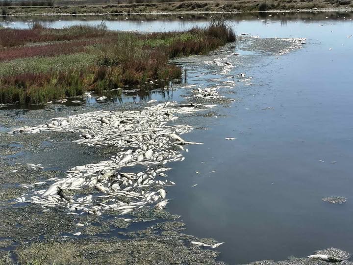 Καλόγρια: Επιστημονική έρευνα για χιλιάδες νεκρά ψάρια στη λιμνοθάλασσα ΦΩΤΟ
