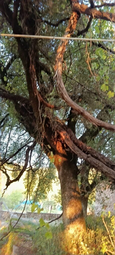 Καλάβρυτα: Συναγερμός για το ιστορικό «Κλήμα του Παυσανία» - Αργοπεθαίνει το «μνημείο της φύσης» στο Παγκράτι ΦΩΤΟ 8 Καλάβρυτα: Συναγερμός για το ιστορικό «Κλήμα του Παυσανία» - Αργοπεθαίνει το «μνημείο της φύσης» στο Παγκράτι ΦΩΤΟ