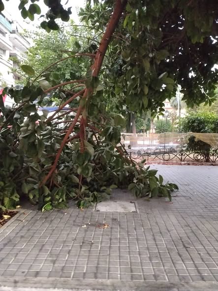 Πάτρα: Πάλι σκηνικό εγκατάλειψης με πτώση δέντρου στην Πλατεία Όλγας ΦΩΤΟ 5 Πάτρα: Πάλι σκηνικό εγκατάλειψης με πτώση δέντρου στην Πλατεία Όλγας ΦΩΤΟ