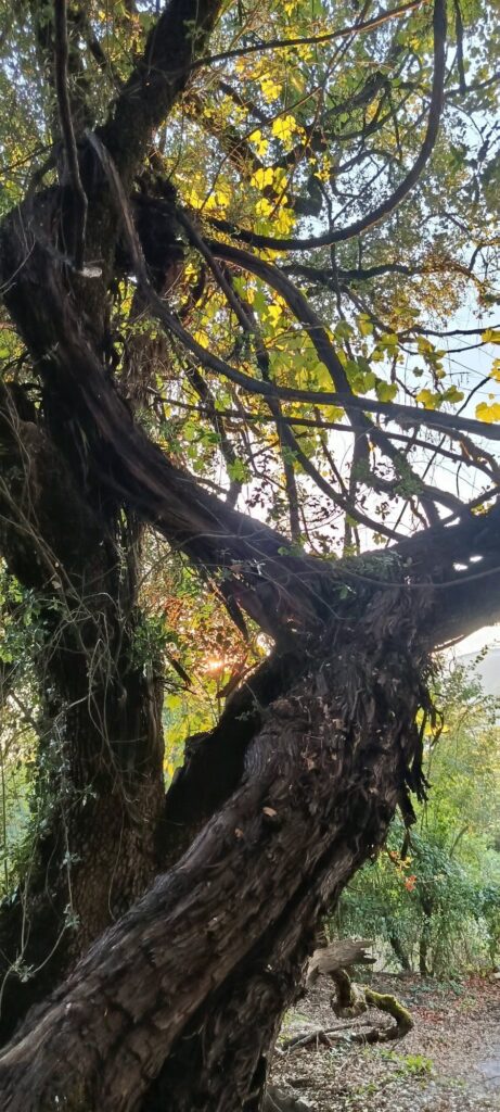 Καλάβρυτα: Συναγερμός για το ιστορικό «Κλήμα του Παυσανία» - Αργοπεθαίνει το «μνημείο της φύσης» στο Παγκράτι ΦΩΤΟ 6 Καλάβρυτα: Συναγερμός για το ιστορικό «Κλήμα του Παυσανία» - Αργοπεθαίνει το «μνημείο της φύσης» στο Παγκράτι ΦΩΤΟ