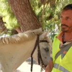 Άνδρος: Πρόστιμο σε αναβάτη αλόγου μετά από αλκοτέστ!
