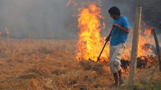 Πάτρα: Συλλήψεις και πρόστιμα για φωτιές - Τρεις στις Εισαγγελικές αρχές