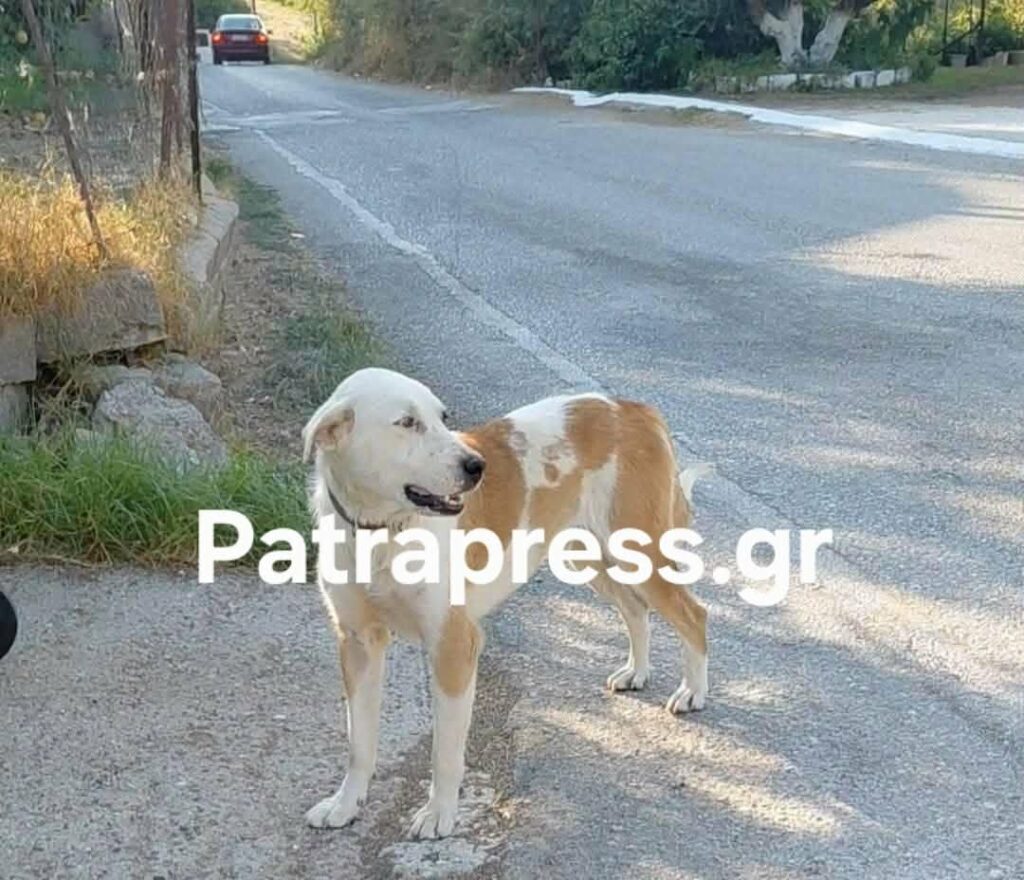 Αχαΐα: Οδηγός χτύπησε σκύλο με το όχημά του και τον εγκατέλειψε - Αυτόπτης μάρτυρας μιλά για επικίνδυνη οδήγηση και νομικές συνέπειες