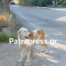 Αχαΐα: Οδηγός χτύπησε σκύλο με το όχημά του και τον εγκατέλειψε - Αυτόπτης μάρτυρας μιλά για επικίνδυνη οδήγηση και νομικές συνέπειες