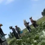 Κίνα: Βουτούσαν τα λάχανα σε... φορμαλδεΰδη για να διατηρούνται φρέσκα BINTEO