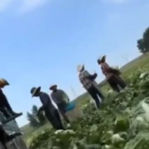 Λαχανικά σε δοχείο με διαλύμα φορμαλδεΰδης για διατήρηση φρεσκότη…