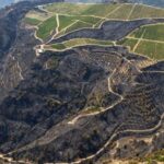 Αιγιάλεια: Παράταση για τις δηλώσεις πυρόπληκτων παραγωγών στον ΕΛΓΑ