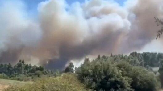 Πυρκαγιά στη Χαλκιδική: Νέο «112» για εκκένωση περιοχών 12 Πυκνός καπνός από φωτιά υψώνεται πάνω από δάσος στη Χαλκιδική.