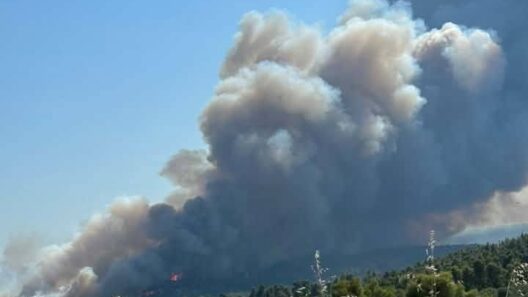 Σαλαμίνα: Φωτιά σε δασική έκταση κοντά σε σπίτια - Μήνυμα από το 112