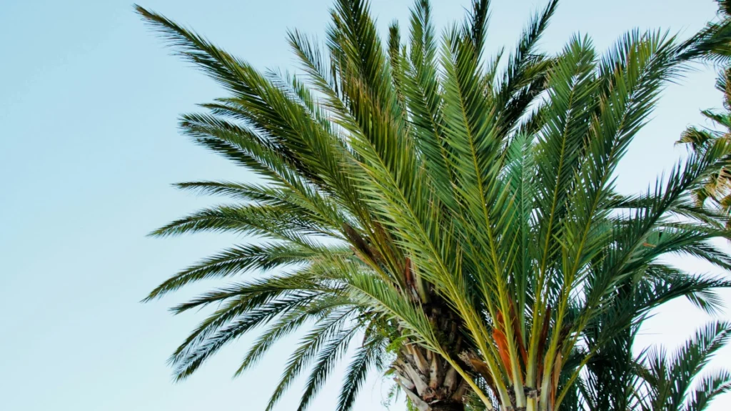 Πέλλα: Μπήκε σε αυλή και έκλεψε δύο φοίνικες