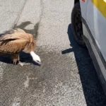 Νεαρός γύπας περιφερόταν εξαντλημένος στον ΒΟΑΚ ΒΙΝΤΕΟ