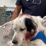 Καλάβρυτα: Πυροβόλησαν σκύλο με 45 σκάγια - Κινδύνεψε ανήλικο κορίτσι