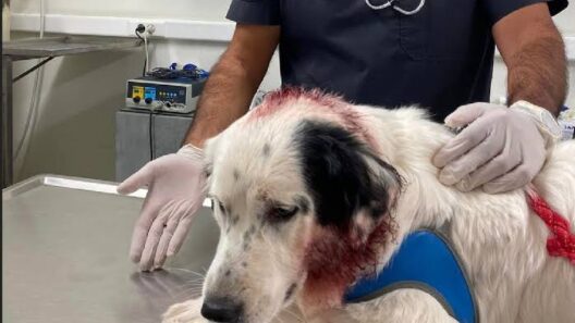Κρυονέρι: Πυροβόλησαν σκύλο με 45 σκάγια και κινδύνεψε παιδί