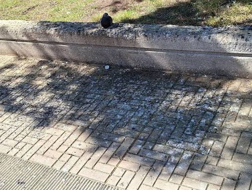 Πάτρα: Ακαθαρσίες περιστεριών και βρωμιά στην πλατεία Ομονοίας ΦΩΤΟ
