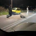Εύβοια: Σοβαρό τροχαίο με αγριογούρουνο