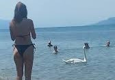 Εύβοια: Εντυπωσιακός κύκνος βγήκε σε παραλία ΒΙΝΤΕΟ