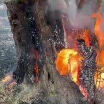 Φλόκα: Συγκλονιστική εικόνα από τη φωτιά – Στις φλόγες το ιερό δέντρο της ελιάς ΒΙΝΤΕΟ
