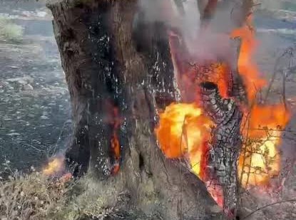 Φλόκα: Συγκλονιστική εικόνα από τη φωτιά – Στις φλόγες το ιερό δέντρο της ελιάς ΒΙΝΤΕΟ