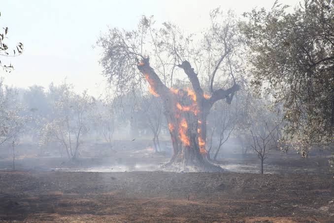 Φλόκα: Συγκλονιστική εικόνα από τη φωτιά – Στις φλόγες το ιερό δέντρο της ελιάς ΒΙΝΤΕΟ