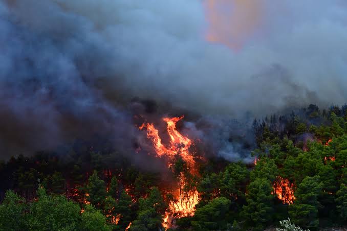 Ηλεία: Ολονύχτια μάχη με τις φλόγες στην Αλφειούσα 4 Πυρκαγιά στην Αλεξάνδρεια
