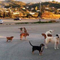 Ρίο: Σκυλιά επιτέθηκαν