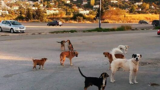 Ρίο: Σκυλιά επιτέθηκαν