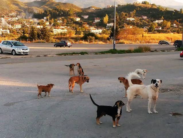 Ρίο: Σκυλιά επιτέθηκαν