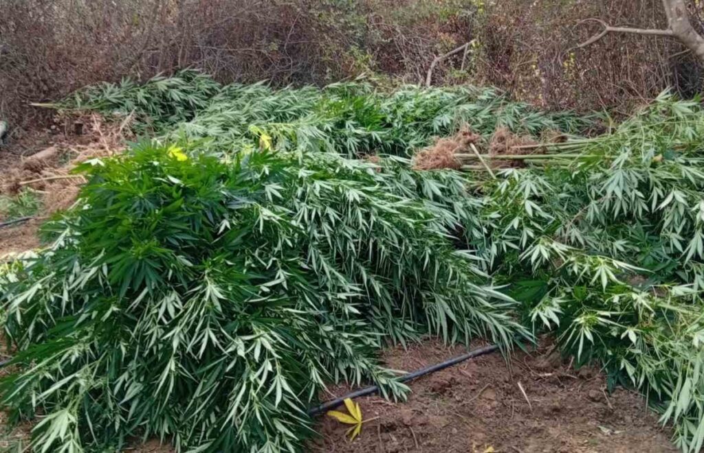 Ηλεία: Εντοπίστηκε οργανωμένη φυτεία κάνναβης ΦΩΤΟ