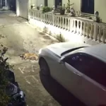 Κέρκυρα: Οδηγός πάτησε και σκότωσε σκύλο που κοιμόταν ΒΙΝΤΕΟ