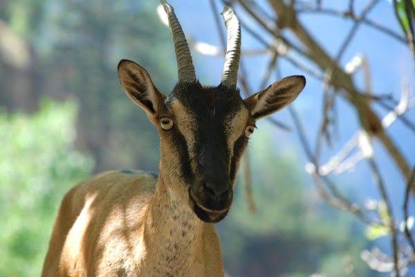 Σαμαριά: Σκότωσαν και έψησαν κρι-κρι μέσα στον Εθνικό Δρυμό
