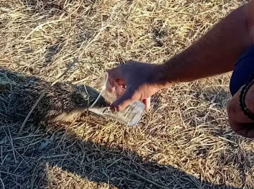 Πυροσβέστης δίνει νερό σε σκαντζόχοιρο από ένα ποτήρι σε ξηρό έδαφ…