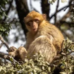 Ινδονησία: Μαϊμού επιτέθηκε και τραυμάτισε ανθρώπους