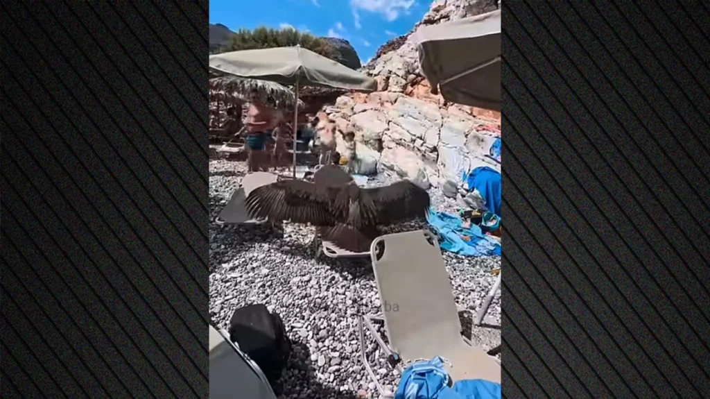 Γύπας προσγειώθηκε σε ξαπλώστρα πολυσύχναστης παραλίας ΒΙΝΤΕΟ