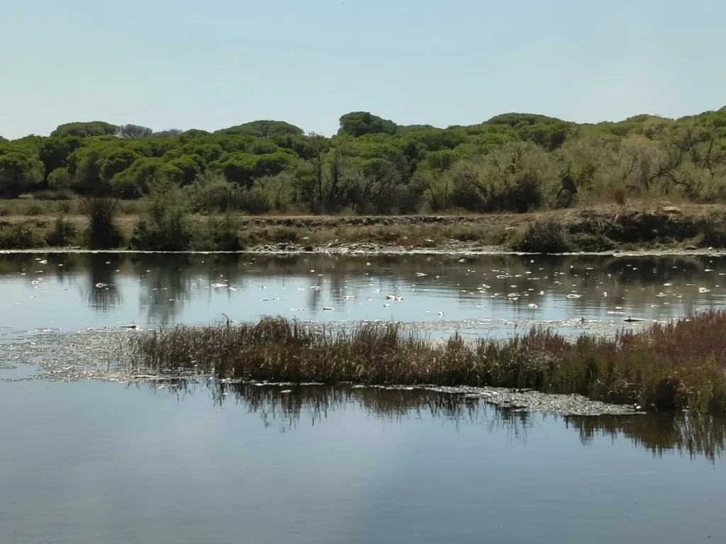 Καλόγρια: Επιστημονική έρευνα για χιλιάδες νεκρά ψάρια στη λιμνοθάλασσα ΦΩΤΟ