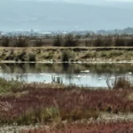 Καλόγρια: Επιστημονική έρευνα για χιλιάδες νεκρά ψάρια ΦΩΤΟ