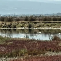 Καλόγρια: Επιστημονική έρευνα για χιλιάδες νεκρά ψάρια στη λιμνοθάλασσα ΦΩΤΟ