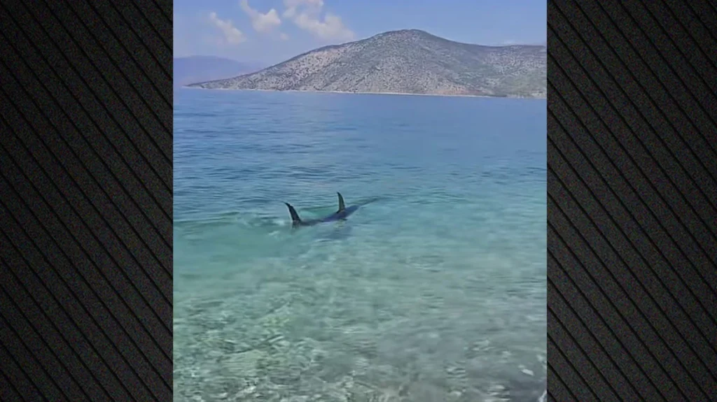 Ψάθα: Τεράστιο ψάρι εμφανίστηκε στα ρηχά παραλίας ΒΙΝΤΕΟ