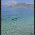 Ψάθα: Τεράστιο ψάρι εμφανίστηκε στα ρηχά παραλίας ΒΙΝΤΕΟ