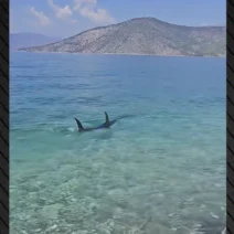 Ψάθα: Τεράστιο ψάρι εμφανίστηκε στα ρηχά παραλίας ΒΙΝΤΕΟ 1 Ψάθα: Τεράστιο ψάρι εμφανίστηκε στα ρηχά παραλίας ΒΙΝΤΕΟ