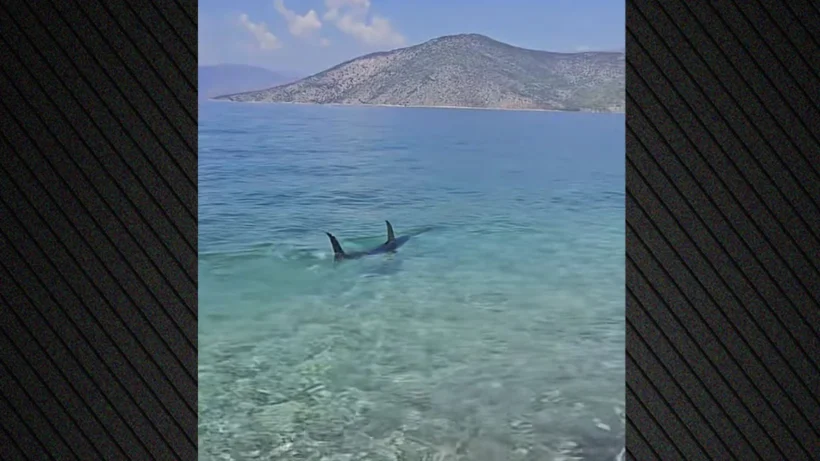 Ψάθα: Τεράστιο ψάρι εμφανίστηκε στα ρηχά παραλίας ΒΙΝΤΕΟ