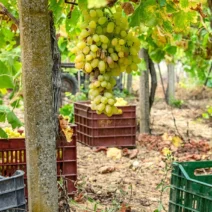 Αμπελουργοί: Πότε λήγει η προθεσμία για τις δηλώσεις συγκομιδής για την περίοδο 2026-2027 1 Αμπελουργοί: Πότε λήγει η προθεσμία για τις δηλώσεις συγκομιδής για την περίοδο 2026-2027