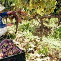 Αχαΐα: Αιτήσεις για άδεια φύτευσης οινοποιήσιμων ποικιλιών αμπέλου
