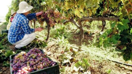 Αχαΐα: Αιτήσεις για άδεια φύτευσης οινοποιήσιμων ποικιλιών αμπέλου