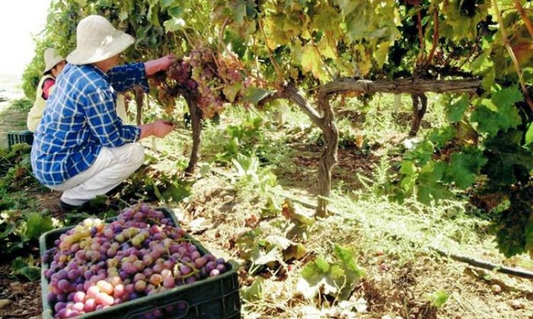 Αχαΐα: Αιτήσεις για άδεια φύτευσης οινοποιήσιμων ποικιλιών αμπέλου