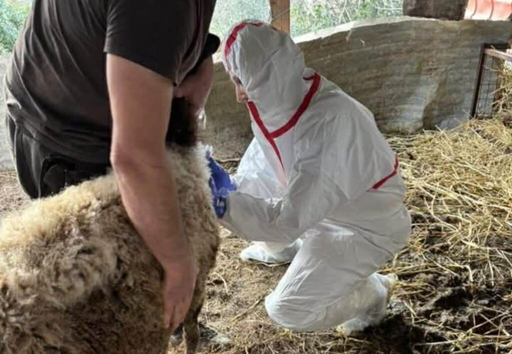 Αχαΐα: Νέο κρούσμα ευλογιάς επαναφέρει τον «εφιάλτη» στην Κτηνοτροφία - Φόβοι για διασπορά της νόσου από την γειτονική Αρκαδία