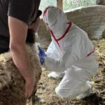 Αχαΐα: Νέο κρούσμα ευλογιάς επαναφέρει τον «εφιάλτη» στην Κτηνοτροφία